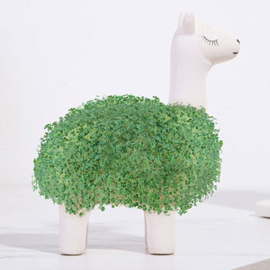 Chia-Lama-Blumentopf