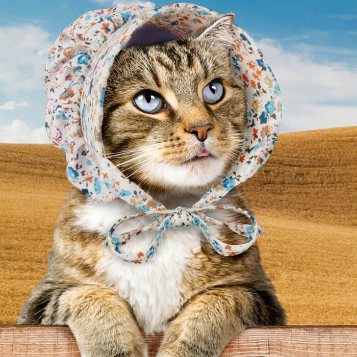 Cat Bonnet