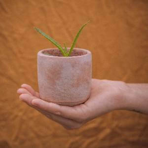 Grow Your Own Aloe Vera