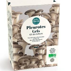 Organic Grey Oyster Mushroom Growing Kit