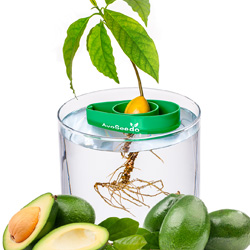AvoSeedo - Kit di Coltivazione Semi di Avocado