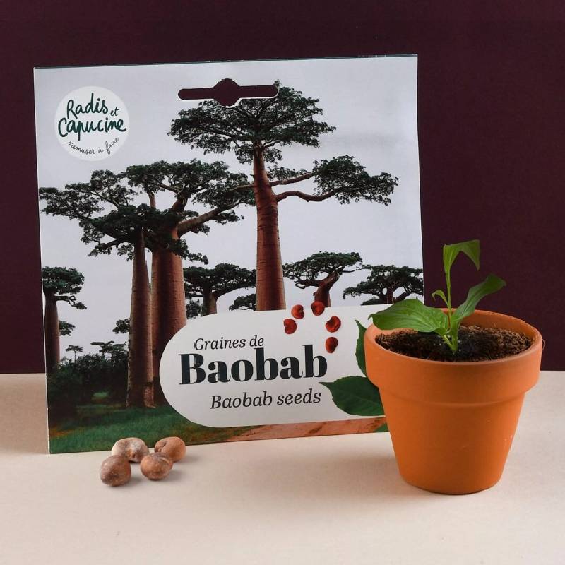 Baobab Seeds