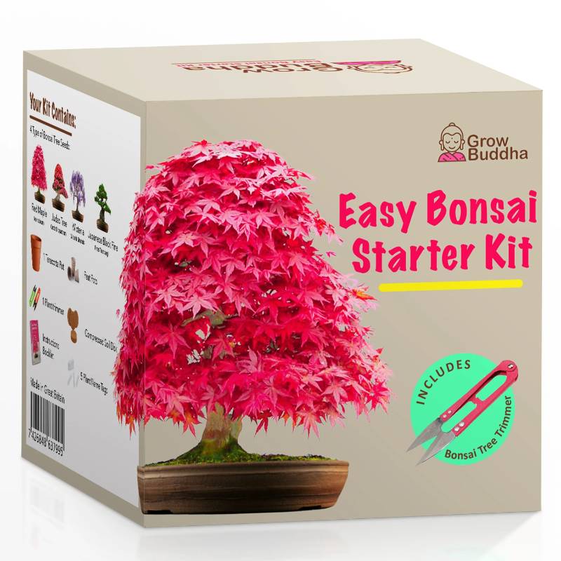 Kit Coltivazione Bonsai per Principianti