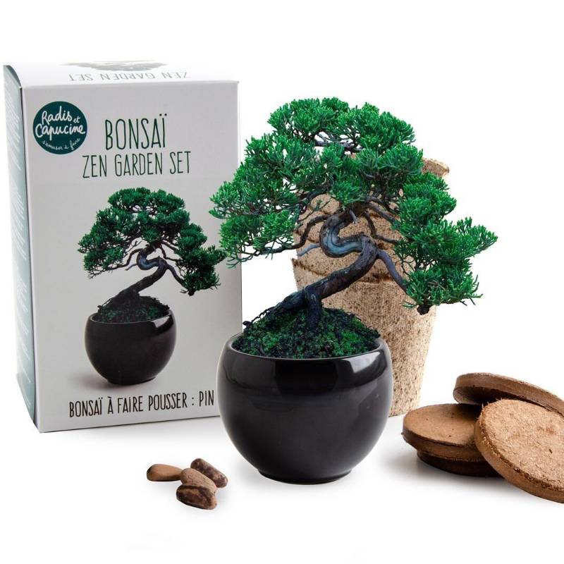 Bonsai Growing Kit Japanese Black Pine