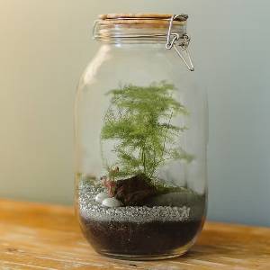 DIY Terrarium