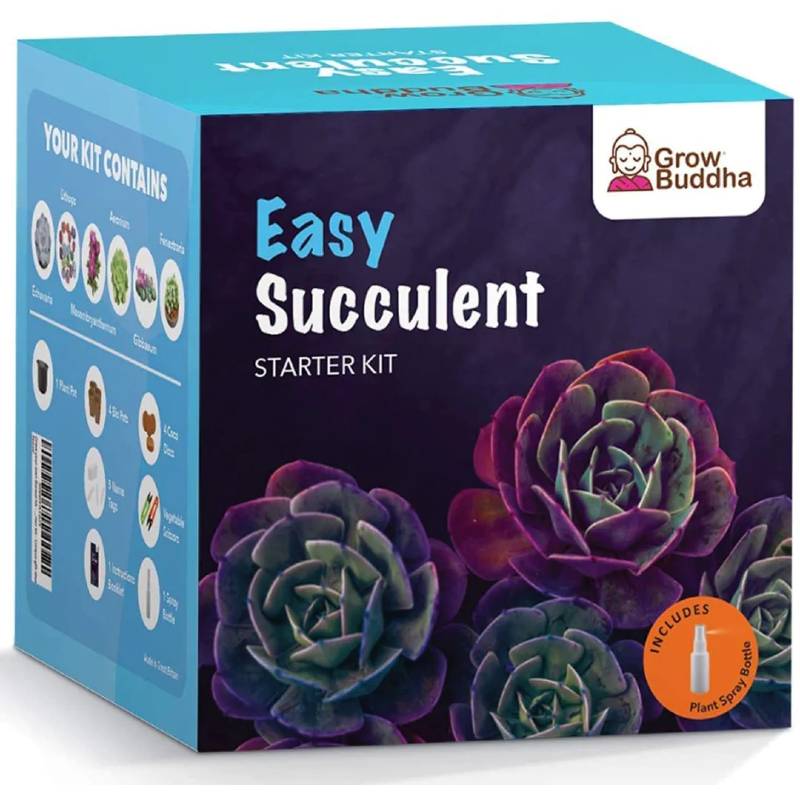 Grow Your Own Succulents Starter Kit