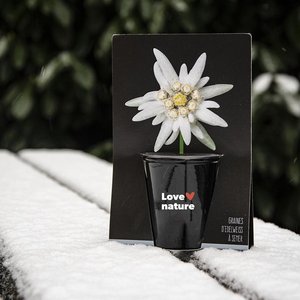 Edelweiss Pflanz-Set