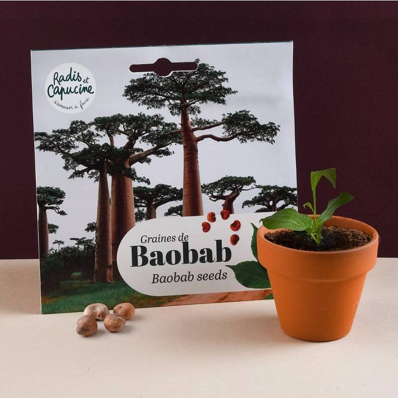 Baobab Seeds