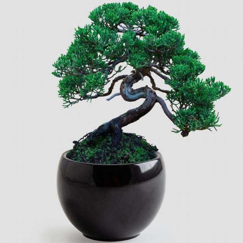 Bonsai Growing Kit Japanese Black Pine