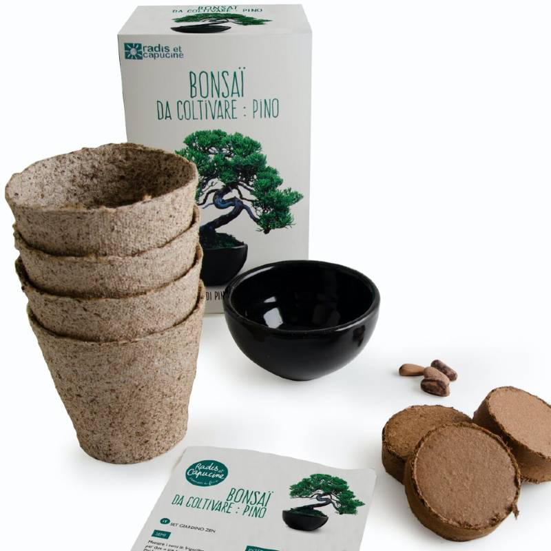 Bonsai Growing Kit Japanese Black Pine