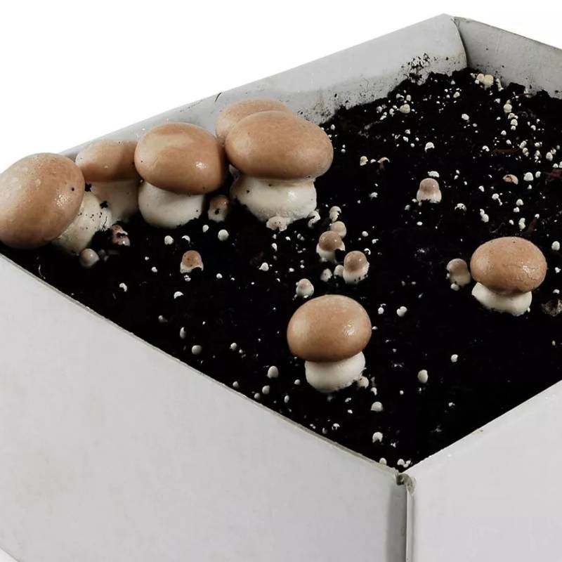 Grow Your Own Mushroom