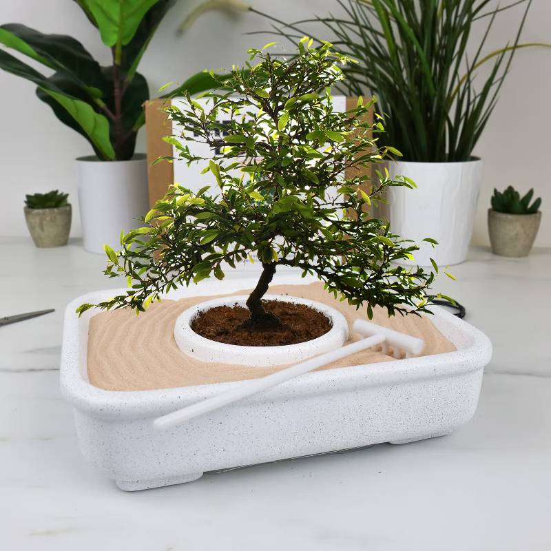 Die Kunst des Bonsai Pflanzset