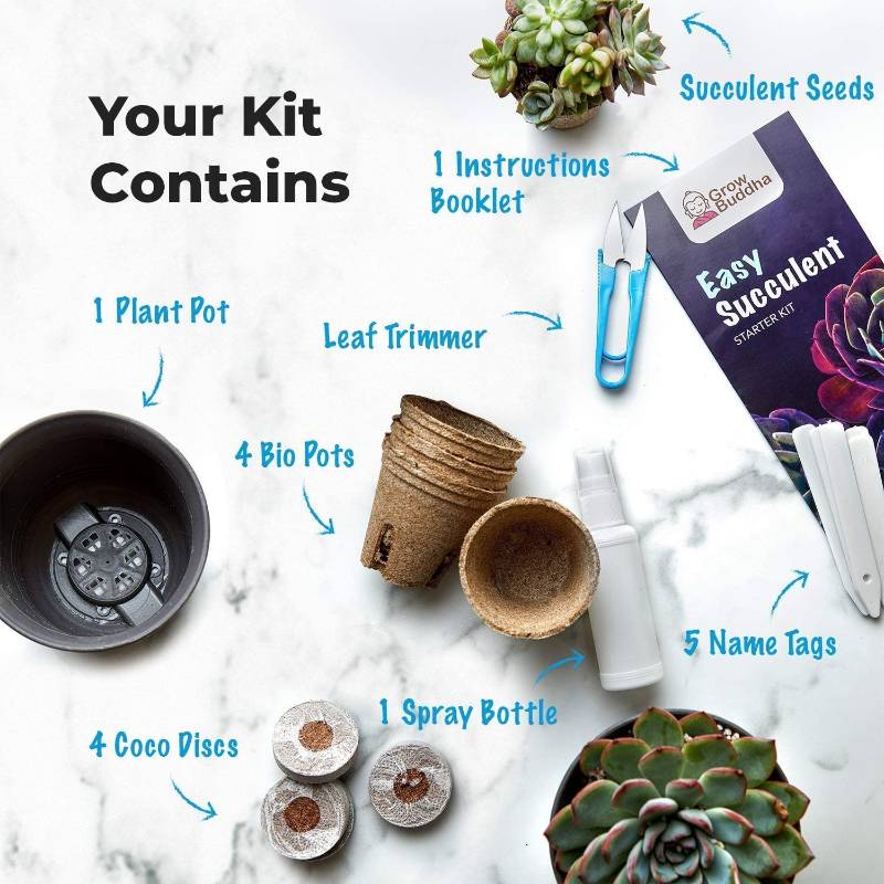 Kit de dmarrage pour plantes succulentes