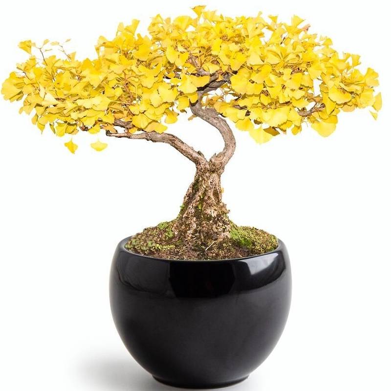Bonsai Growing Kit Ginkgo