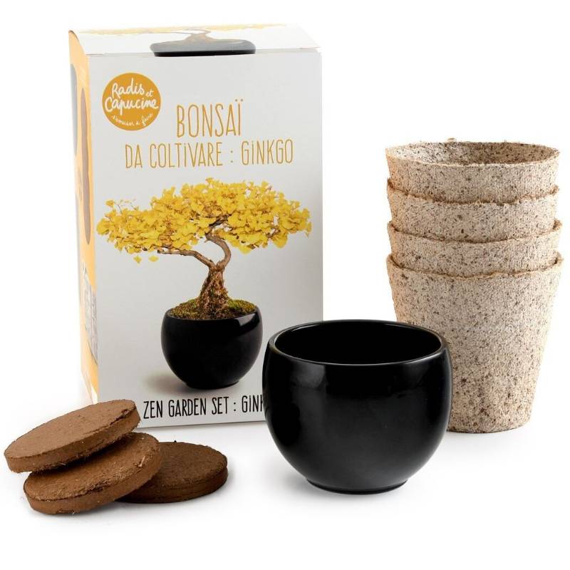 Bonsai Growing Kit Ginkgo