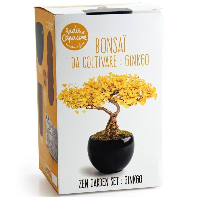 Bonsai Growing Kit Ginkgo
