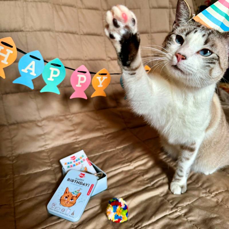 Happy Birthday Cat Tin
