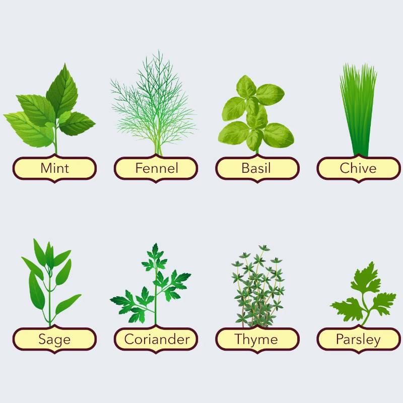 Grow Your Own Herbs Starter Kit