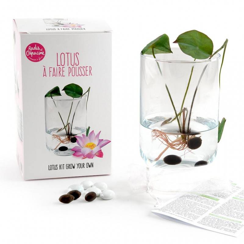 Lotus Growing Set