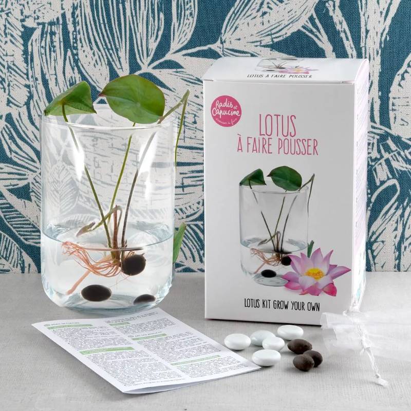 Lotus Growing Set