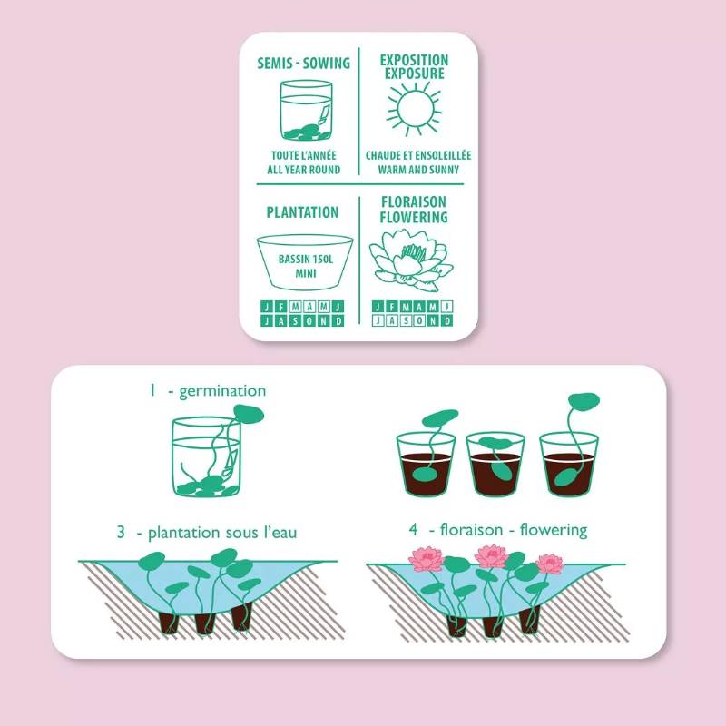 Lotus Growing Set