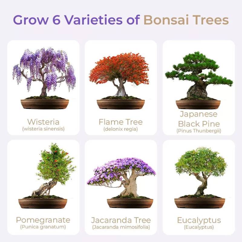 Master Bonsai Starter Kit