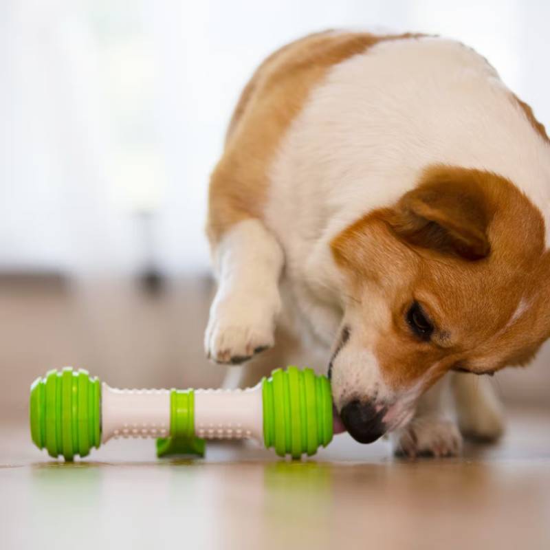 PetGeek Automatischer Hundeknochen