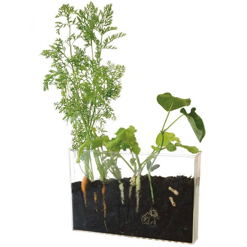 Root and Earthworm Discovery Vivarium