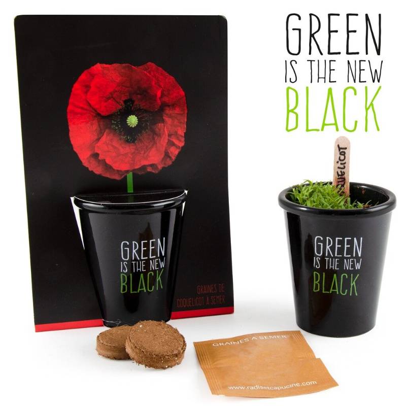 Poppy Growing Set
