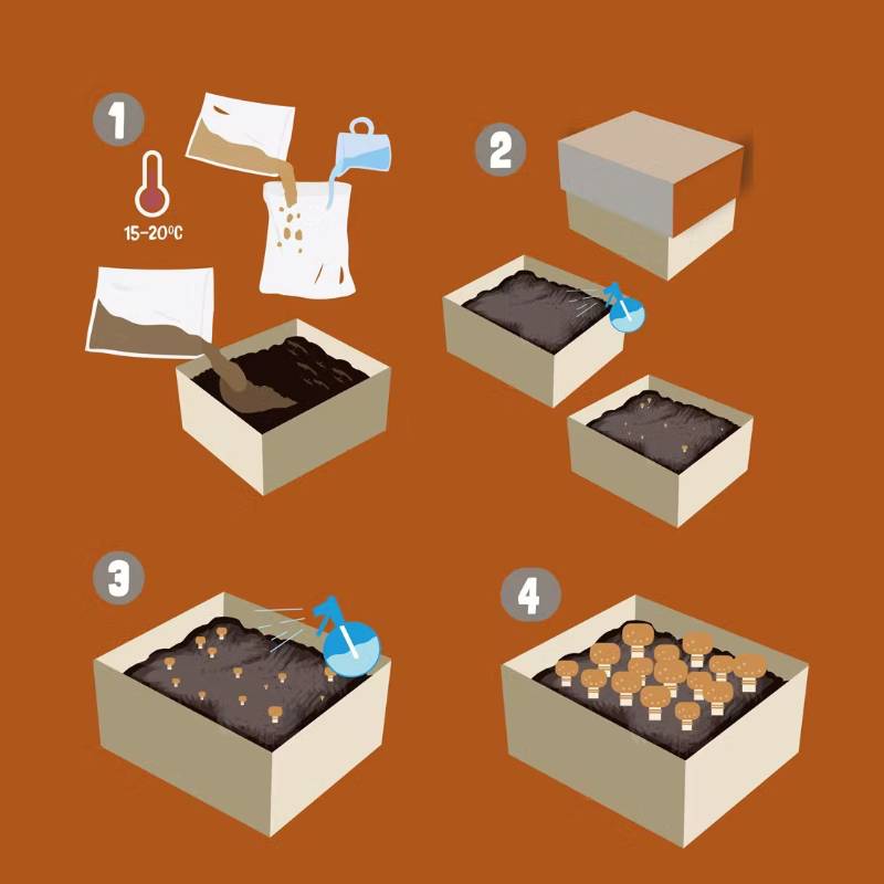 Kit di Coltivazione dei Funghi