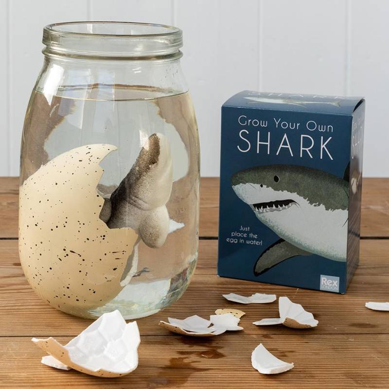 Grow your own shark