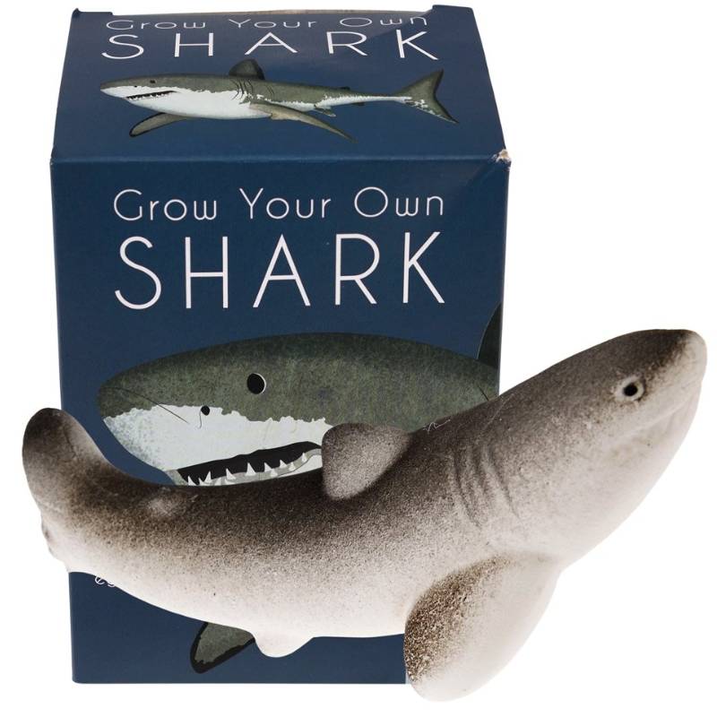 Grow your own shark