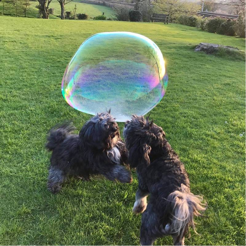 Doggie Bubbles Peanut Butter Scented