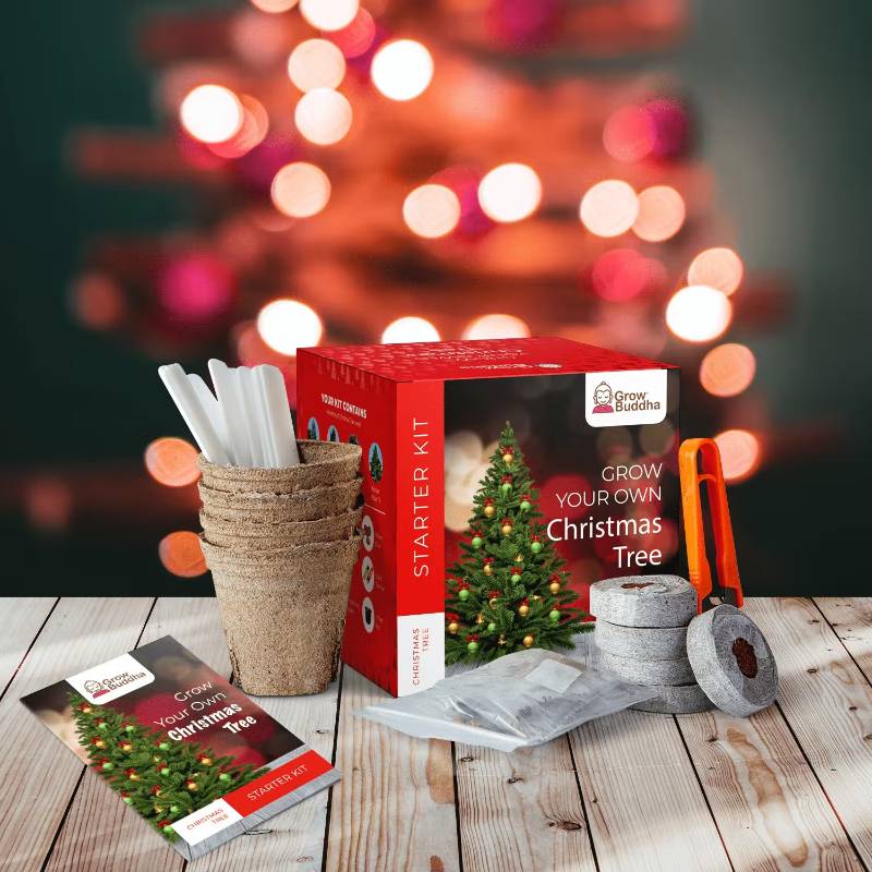 Grow Your Own Christmas Tree Starter Kit