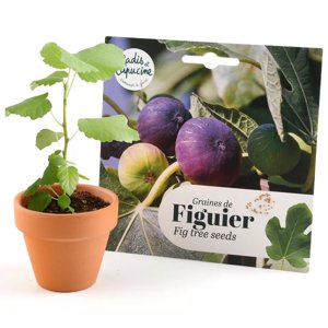 Feigenbaum-Samen