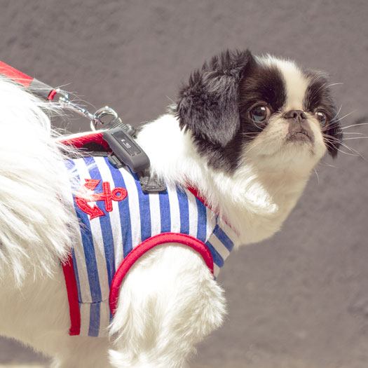 MOTION: Pet Activity Tracker