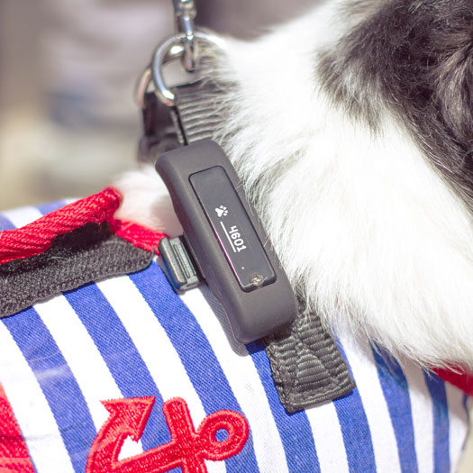 MOTION: Pet Activity Tracker