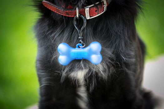 LED Anhnger frs Hundehalsband