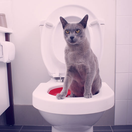 Finies les litires ! Minou Fait Popo aux WC