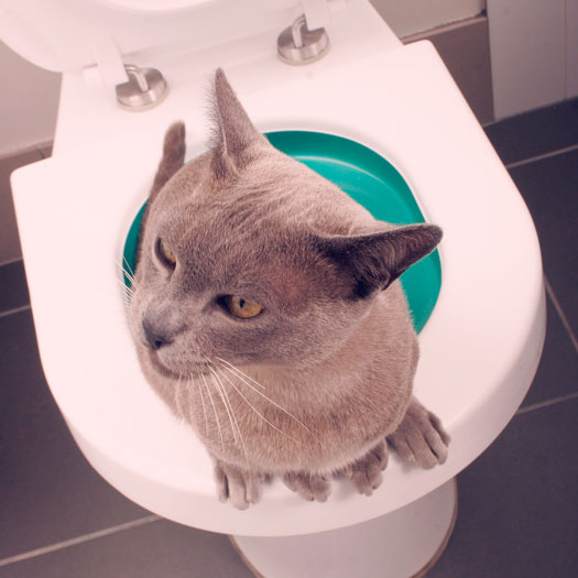 Finies les litires ! Minou Fait Popo aux WC