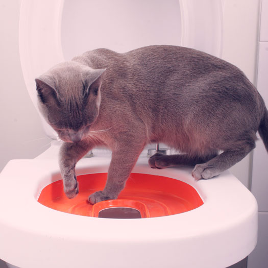 Finies les litires ! Minou Fait Popo aux WC