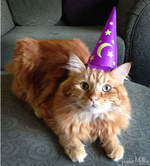 Wizard Hat For Cats