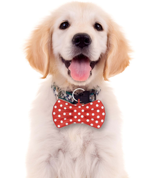 Talking Bow Tie