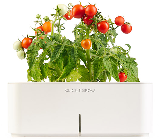 Click and Grow Starter Kit Mini Tomatoes