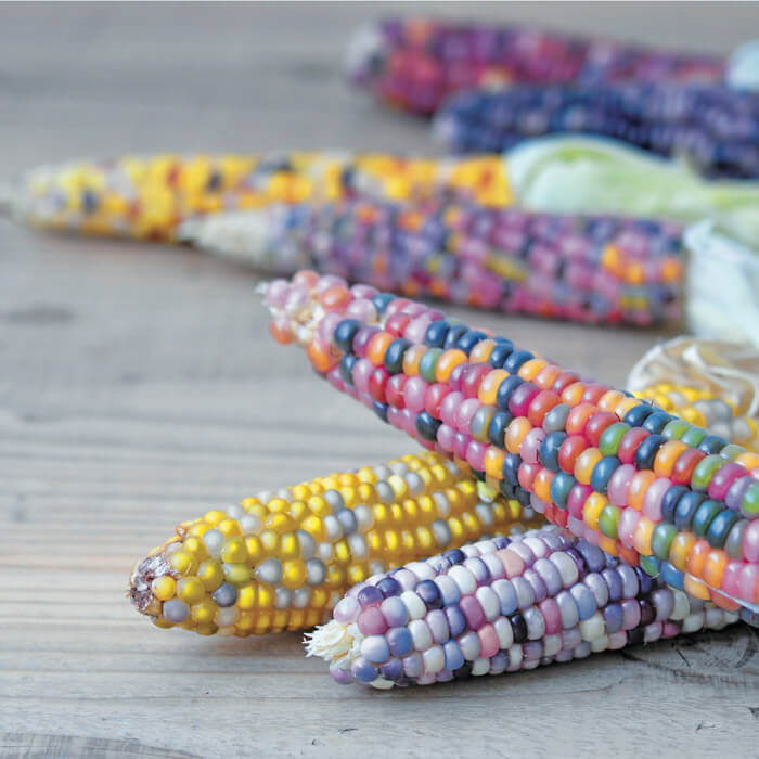 Rainbow Corn Growing Kit