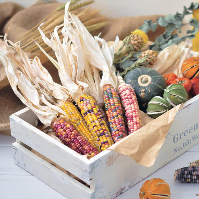 Rainbow Corn Growing Kit