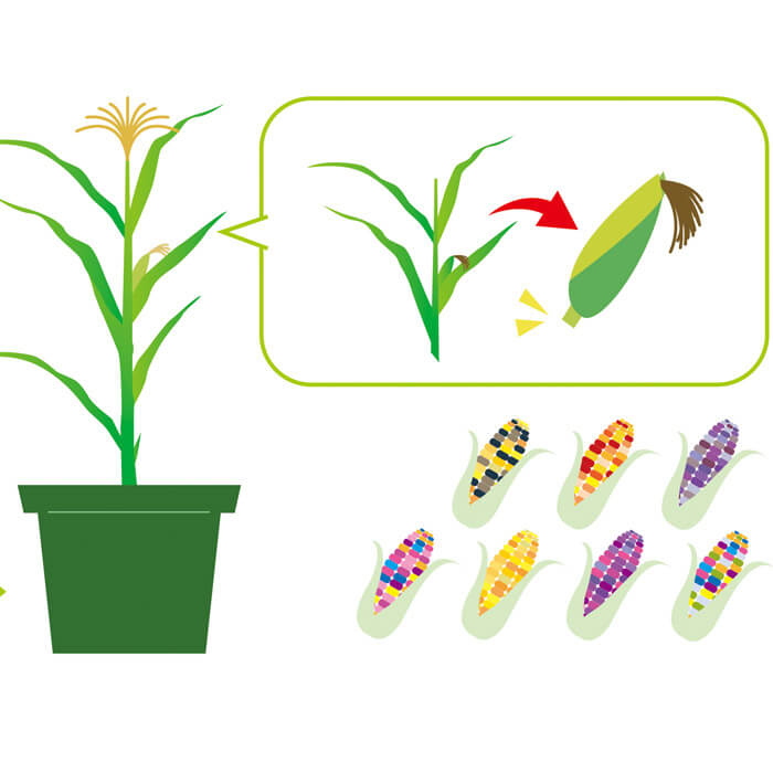 Rainbow Corn Growing Kit