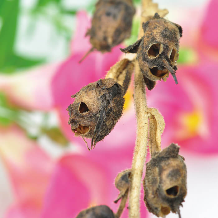 Totenkopfpflanze Aufzuchtset