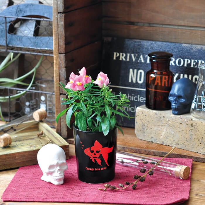 Totenkopfpflanze Aufzuchtset