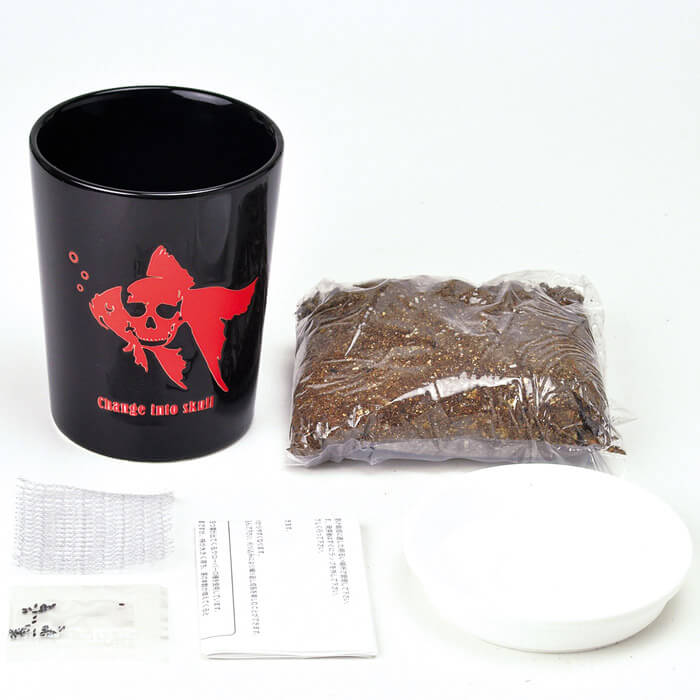 Totenkopfpflanze Aufzuchtset